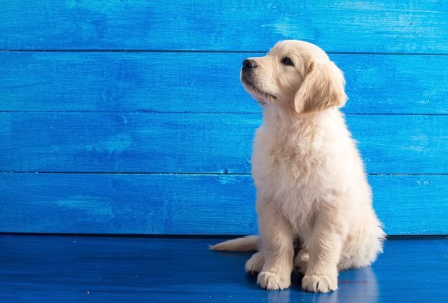 popular dog names, dog names, dog names beginning with, dog name ideas